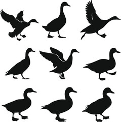 Obraz premium Duck silhouette bundle vector A collection of 12 black silhouettes in various poses, including jumping, standing, sitting. Each silhouette is clean and minimal,contrast, no details inside the shapes, 