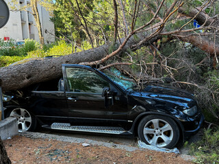 Fallen pine tree crushing a black SUV after a hurricane in Croatia, Split illustrating the destructive power of nature and the importance of disaster preparedness