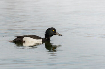 Tufted duck swimming on a lake