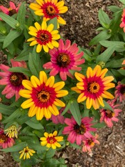 colorful flowers in a garden
