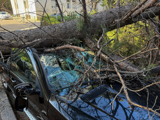 Fallen tree crushing a damaged vehicle, illustrating hurricane destruction in Croatia, Split and...