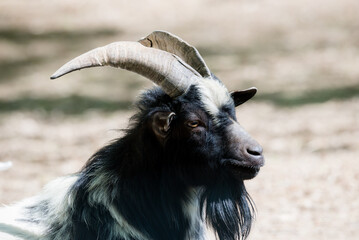 portrait of a goat