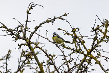 Blue Tit (Cyanistes caeruleus), common across Europe, spotted in Phoenix Park, Dublin.
