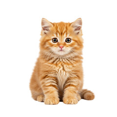 Obraz premium Adorable Orange Kitten A Fluffy Friend, Cute Pet, Small Cat, Sweet Baby Animal, Young Feline