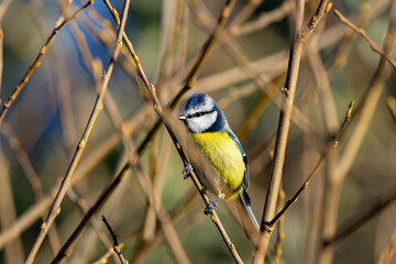 Blue Tit (Cyanistes caeruleus), common across Europe, spotted in Phoenix Park, Dublin.