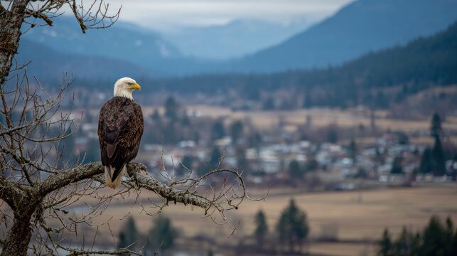 Bald eagle perched on a branch, overlooking a valley