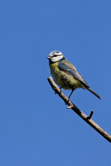 Blue Tit (Cyanistes caeruleus), common across Europe, spotted in Phoenix Park, Dublin.
