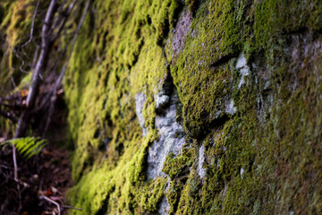 Yellow-Green Moss on Large Rock Close-Up in Forest