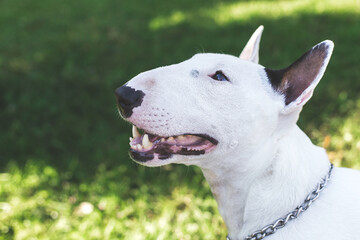 Close-up portrait of white bull terrier with open mouth and chain collar on green grass background,...