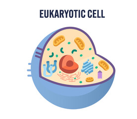 Modern flat-style vector illustration of a eukaryotic animal cell without labels. Clean minimalist design ideal for biology education, science presentations, infographics, nucleus, mitochondria