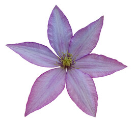 Close-up of an violet and pink clematis flower blossom with detailed petals and stamen, isolated image on transparent background, perfect for botanical and summer themes