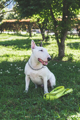 White bull terrier sitting on green grass in park with yellow flip-flops nearby, looking to the...