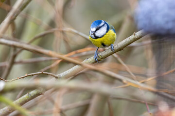 Blue Tit (Cyanistes caeruleus), common across Europe, spotted in Phoenix Park, Dublin.