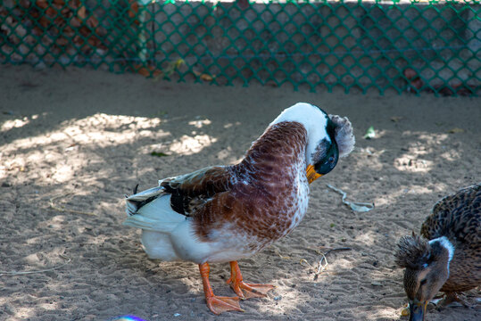 The crested duck is a breed of domestic duck, characterized by a crest or tuft of feathers on its head. Ducks of this species were probably brought from the East Indies to Europe by Dutch ships.