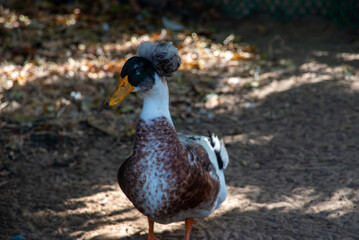 The crested duck is a breed of domestic duck, characterized by a crest or tuft of feathers on its head. Ducks of this species were probably brought from the East Indies to Europe by Dutch ships.