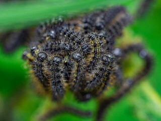 Small Tortoiseshell Caterpillars, among the most well-known butterflies in Britain and Ireland. Cluster of lava on the Common Nettle plant.