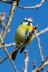 Blue Tit (Cyanistes caeruleus), common across Europe, spotted in Phoenix Park, Dublin.