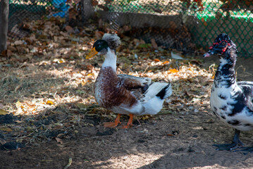 The crested duck is a breed of domestic duck, characterized by a crest or tuft of feathers on its head. Ducks of this species were probably brought from the East Indies to Europe by Dutch ships.
