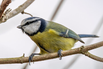 Blue Tit (Cyanistes caeruleus), common across Europe, spotted in Phoenix Park, Dublin.