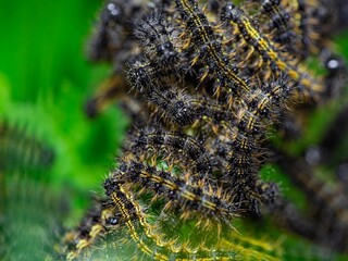 Small Tortoiseshell Caterpillars, among the most well-known butterflies in Britain and Ireland. Cluster of lava on the Common Nettle plant.
