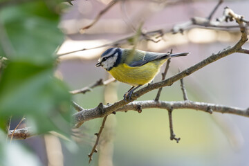 Blue Tit (Cyanistes caeruleus), common across Europe, spotted in Phoenix Park, Dublin.