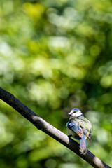 Blue Tit (Cyanistes caeruleus), common across Europe, spotted in Phoenix Park, Dublin.