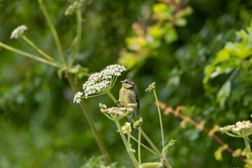 Blue Tit (Cyanistes caeruleus), common across Europe, spotted in Phoenix Park, Dublin.