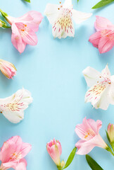 Soft pink and white alstroemeria flowers arranged in a circle on pastel blue background. Ideal for spring, wedding, and floral-themed designs. Space for text