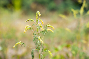 Ragweed bushes. Ambrosia artemisiifolia causing allergy summer and autumn. ambrosia is a dangerous weed. its pollen causes a strong allergy at the mouth during flowering.