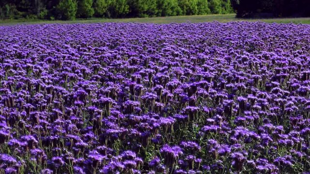 kwiaty facelii na letniej łące