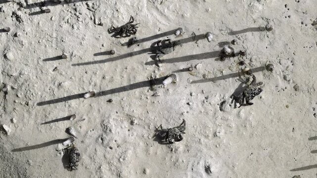 The mottled crabs in the mudflat surface at the mangroves in Jubail island in Abu Dhabi, UAE