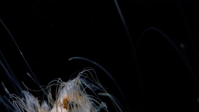 Jellyfish Japanese Sea Nettle Extreme Closeup of Chrysaora Pacifica