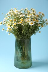 Beautiful chamomile flowers in vase on light blue background