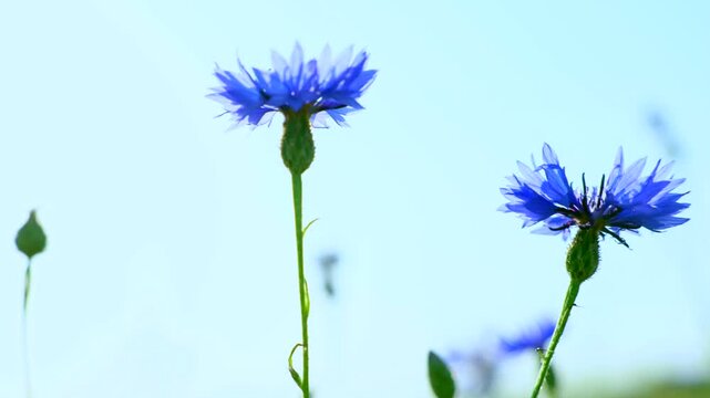 pojedyncze kwiaty , chabry delikatnie poruszające się na tle niebieskiego nieba