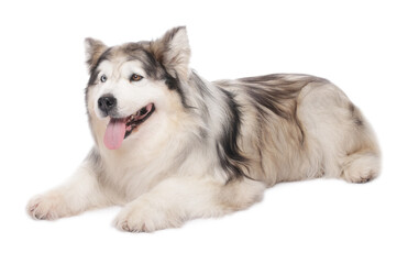 Beautiful Alaskan malamute dog on white background