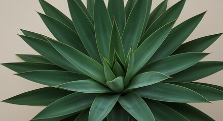 Fototapeta premium Oversized Succulent Plant with Matte Green Leaves