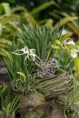 Obraz premium Brassavola nodosa orchid on tree bark. Great for botanical guides, plant ID apps, or educational materials on epiphytic tropical species.