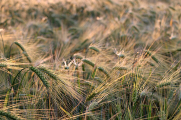 Detail of barley ears at golden hour