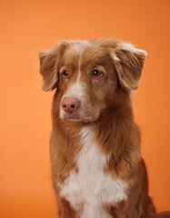 A Nova Scotia Duck Tolling Retriever displays a calm and serene expression, looking directly at the...