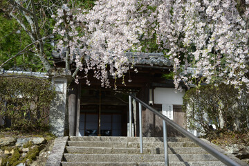 岩屋寺　山門の桜　京都市山科区