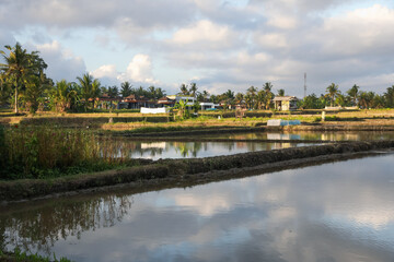 Picturesque view of paddy field on sunny day