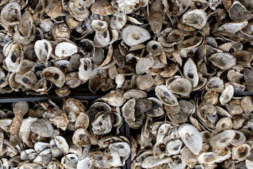 Close-up of Oyster shells in plastic boxes 