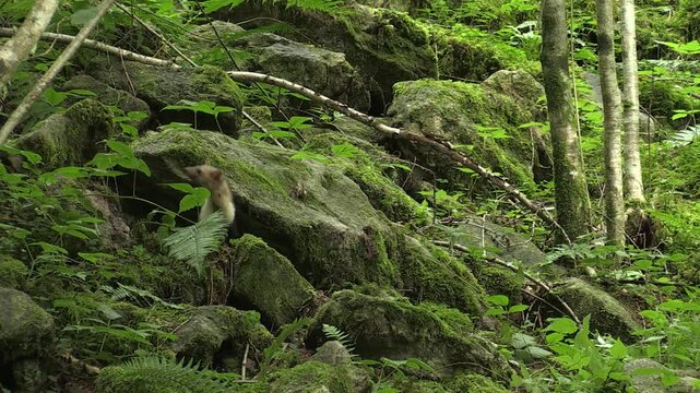 Martes foina faina animal marten	