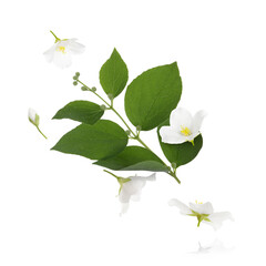 Jasmine flowers and branch with leaves flying against white background
