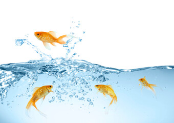 Beautiful bright goldfish jumping out of water on white background