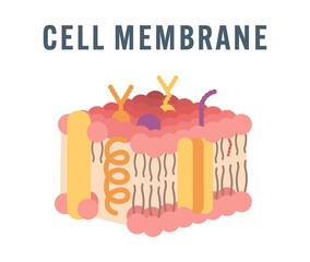 Flat Vector Illustration of Cell Membrane Structure Without Labels – Modern Minimalist Design for Biology Education, Medical Science Infographics, Teaching Materials, and Digital Academic Resources