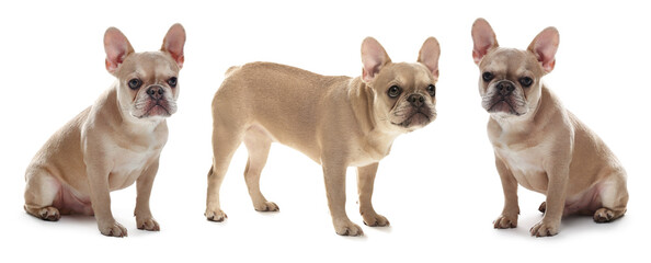Adorable French bulldog dog on white background, collage