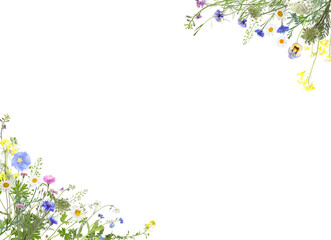 Beautiful meadow flowers on white background. Frame with space for text