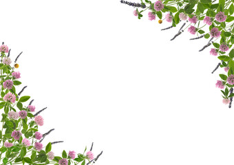 Beautiful meadow flowers on white background. Frame with space for text