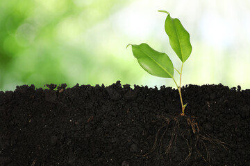 Young Ficus plant with healthy root growing in soil outdoors